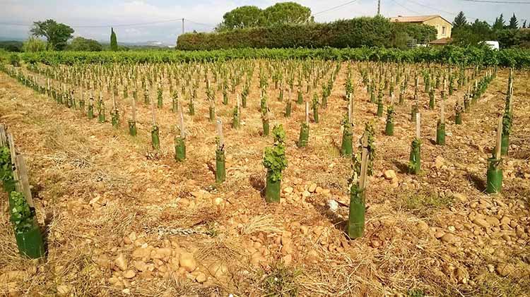 Cépages production vins Châteauneuf-du-Pape