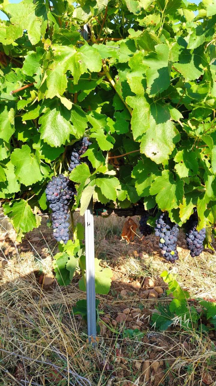 Producteur et fournisseur de vins, Châteauneuf-du-Pape