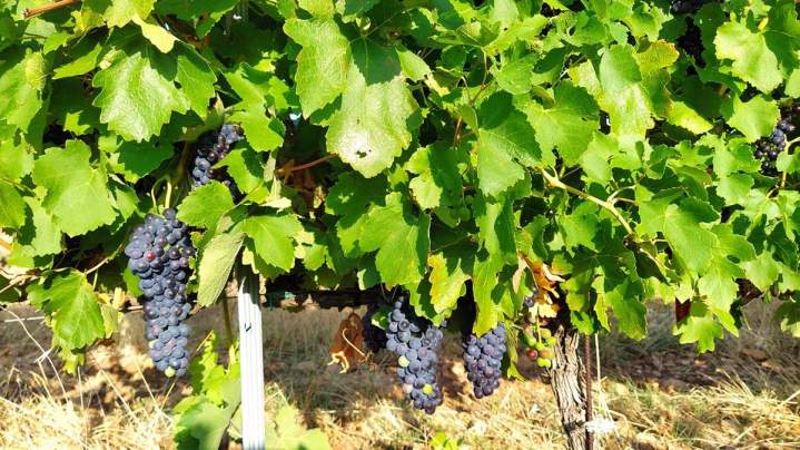 Grappes de raisin noir mûrissant au soleil, Châteauneuf-du-Pape
