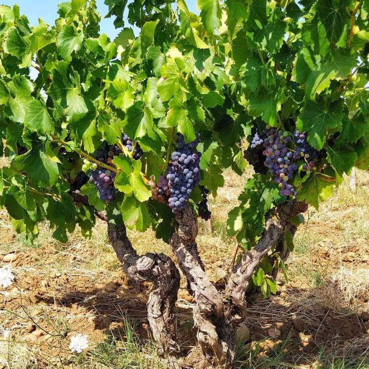 Vignes de raisin rouge, Châteauneuf-du-Pape