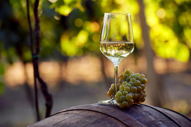 Vignoble production vin blanc/rouge Châteauneuf-du-Pape