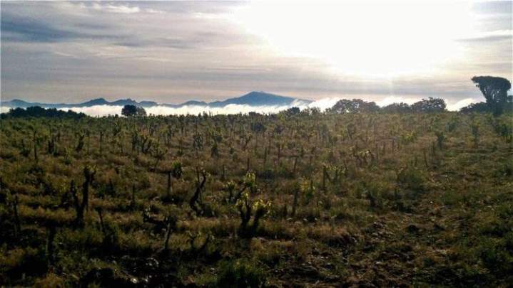 Paysage de vignoble avec des vignes taillées au premier plan, Châteauneuf-du-Pape