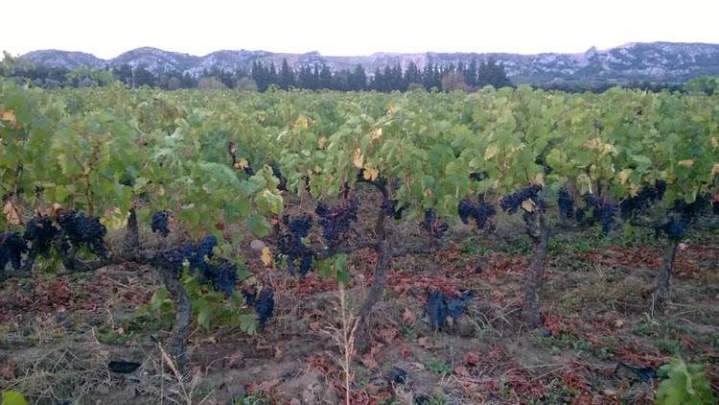 Vignes portant des grappes de raisins mûrs, Châteauneuf-du-Pape