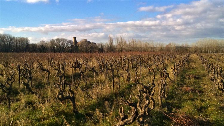 Vignoble production vin blanc/rouge Châteauneuf-du-Pape
