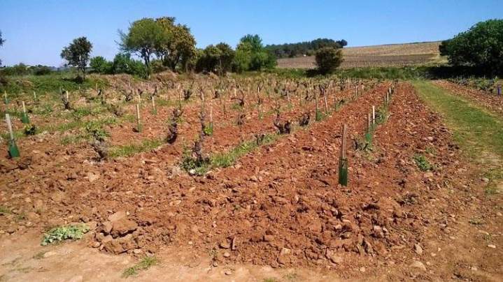 Parcelle de vignes nouvellement plantées, Châteauneuf-du-Pape