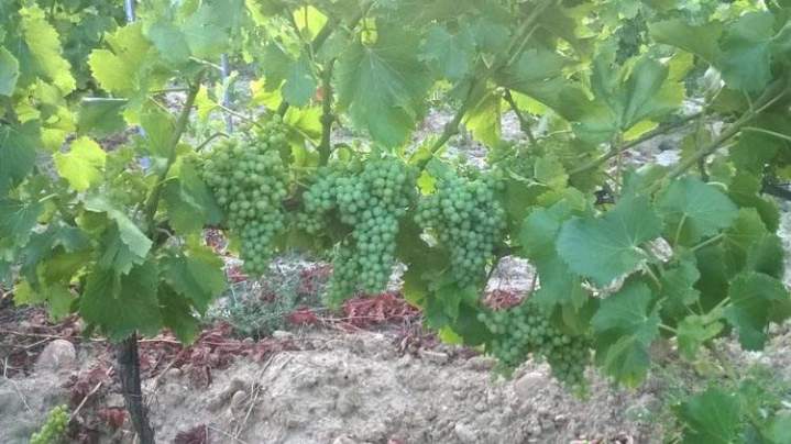 Grappes de raisin non mûres, Châteauneuf-du-Pape