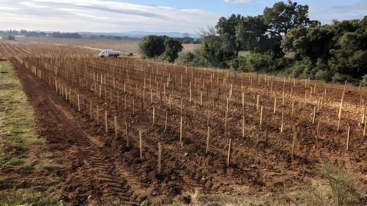 Champ de vignes fraîchement planté, Châteauneuf-du-Pape