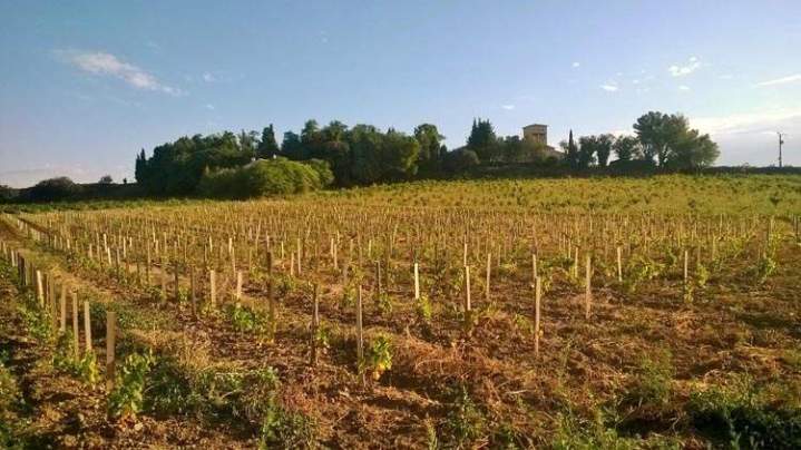 Vignoble avec de jeunes vignes plantées en rangées, Châteauneuf-du-Pape