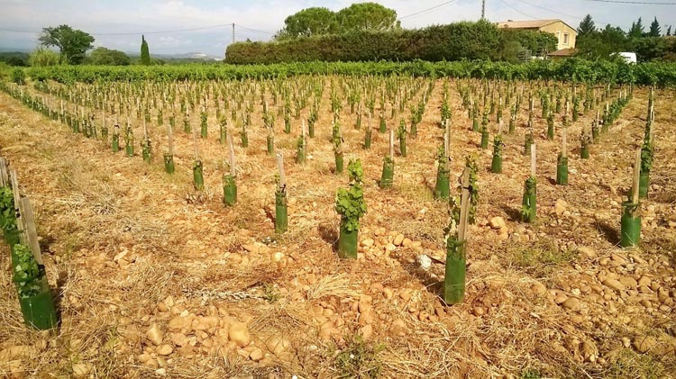 Vignoble production vin blanc/rouge Châteauneuf-du-Pape