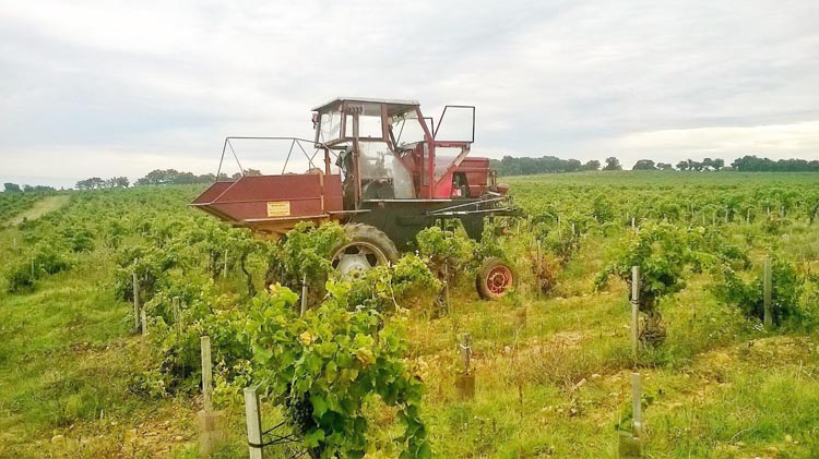 Cépages production vins Châteauneuf-du-Pape