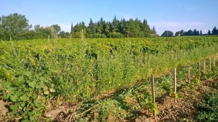 Camp de vignes luxuriant, Châteauneuf-du-Pape