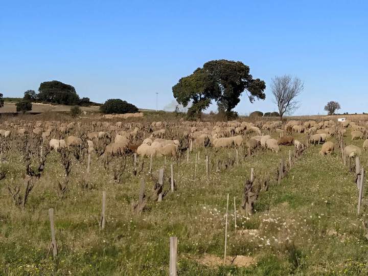 Troupeau de moutons pâturant dans un vignoble, Châteauneuf-du-Pape