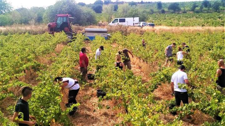 Vendange Châteauneuf-du-Pape