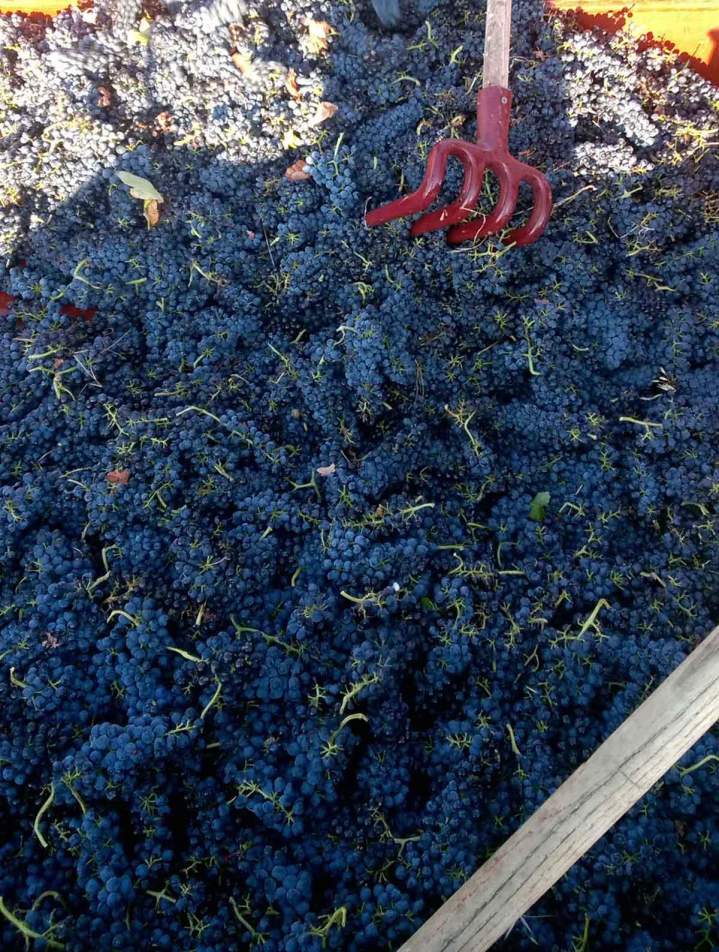 Récolte de raisins noirs, Châteauneuf-du-Pape