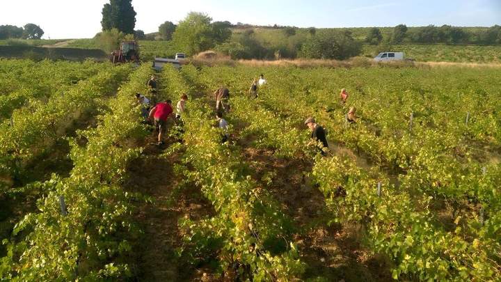 Récolte manuelle des raisins dans un vignoble, Châteauneuf-du-Pape