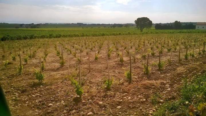 Jeune vignoble, Châteauneuf-du-Pape