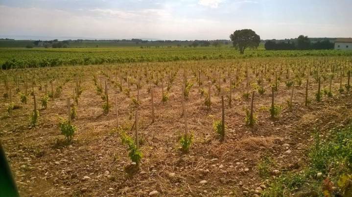 Vendange Châteauneuf-du-Pape