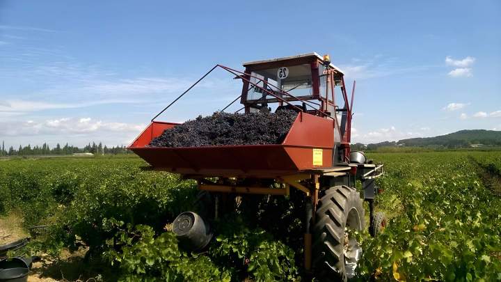 Récolte de raisins sur vignoble par une machine à vendanger mécanique, Châteauneuf-du-Pape