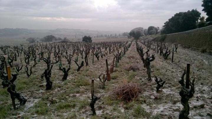 Vignoble couvert de givre, Châteauneuf-du-Pape