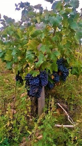Raisins de cuve sur une vigne, Châteauneuf-du-Pape