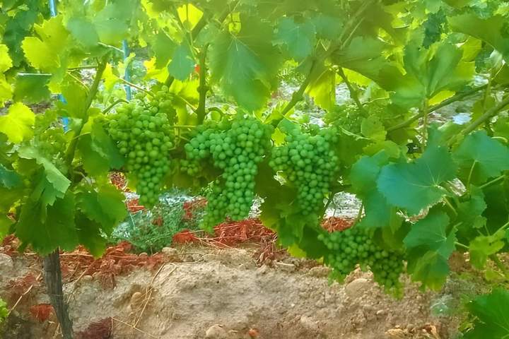 Vignes avec des grappes de raisins verts non mûrs, Châteauneuf-du-Pape