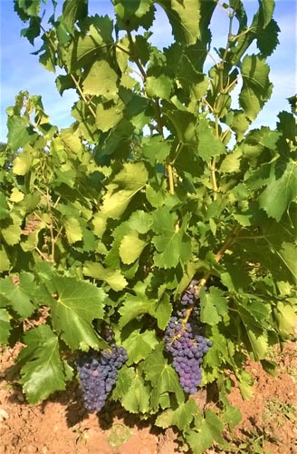 Cépages production vins Châteauneuf-du-Pape