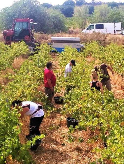 Immersion au cœur de nos vignobles et nos caves
