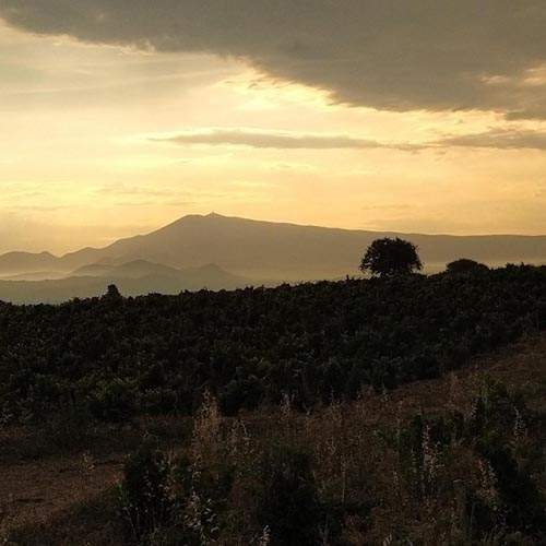 Vue dégagée du vignoble au coucher du soleil, Châteauneuf-du-Pape