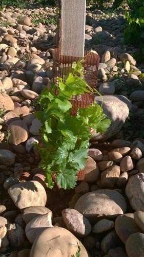 Jeune plant de vigne, Châteauneuf-du-Pape