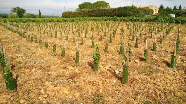 Jeunes vignes plantées en rangs dans un champ pierreux, Châteauneuf-du-Pape