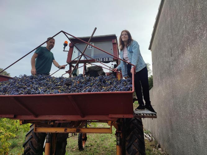 Vignoble production vins Châteauneuf-du-Pape