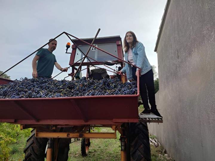 Processus de récolte des raisins pour la vinification,  Châteauneuf-du-Pape