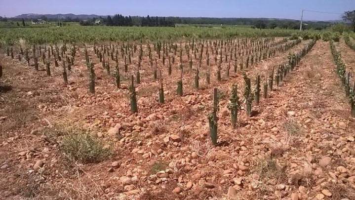 Plantation de vignes, Châteauneuf-du-Pape